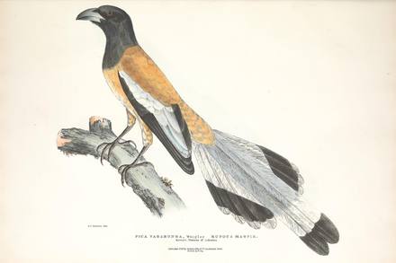 Antique Zoology Print No. 45