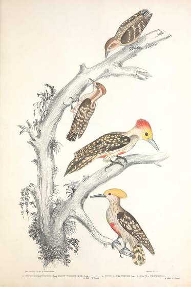 Antique Zoology Print No. 53