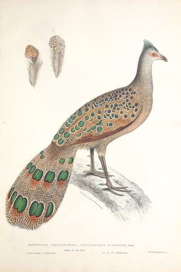 Vintage Natural History Animal Print No. 57
