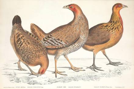 Vintage Natural History Animal Print No. 63