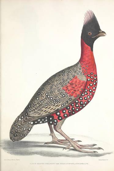 Vintage Animal Print No. 67