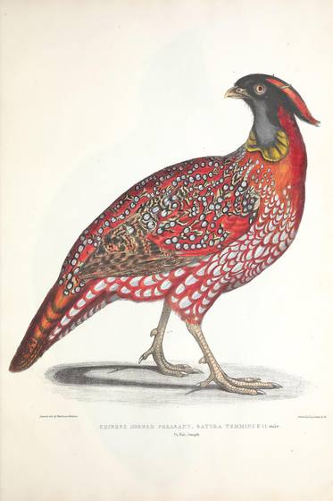 Antique Zoology Print No. 70