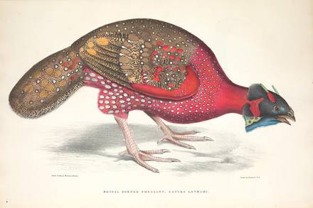Vintage Animal Print No. 71