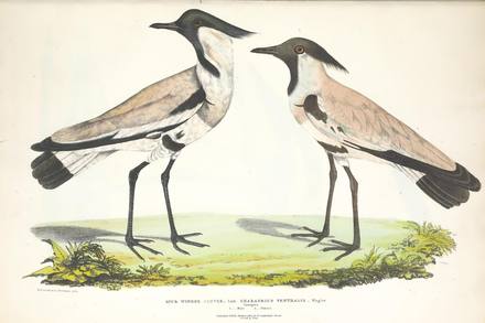 Antique Zoology Print No. 83