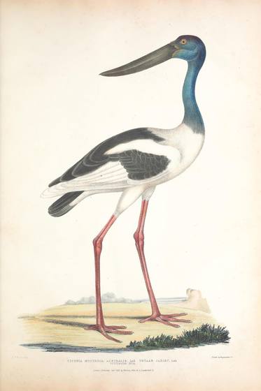 Antique Zoology Print No. 84