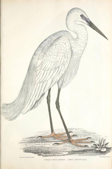 Vintage Natural History Animal Print No. 85