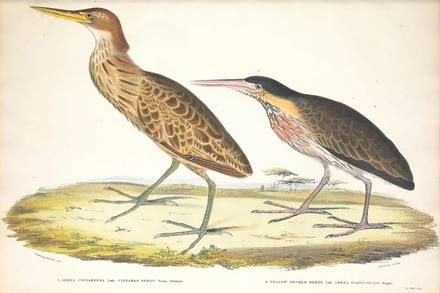 Vintage Natural History Animal Print No. 86