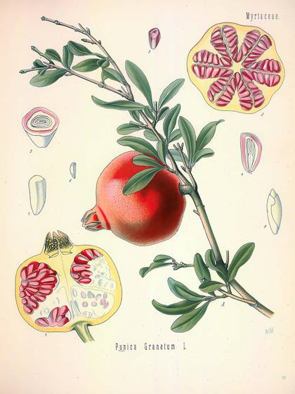 Vintage Botanical Print No. 110