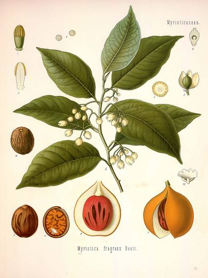 Vintage Medicinal Plant Print No. 132