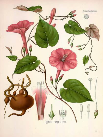 Vintage Botanical Print No. 150