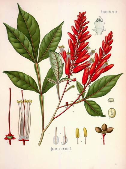 Antique Botanical Illustration No. 151