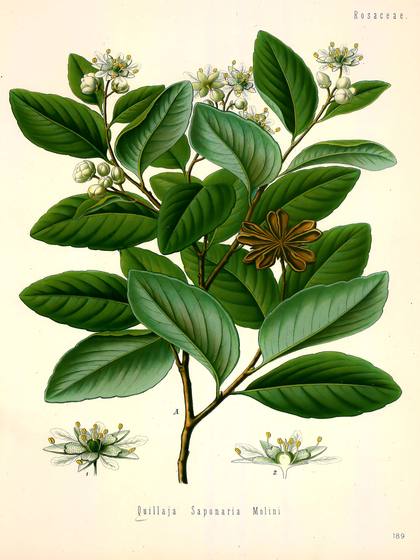 Vintage Botanical Print No. 189