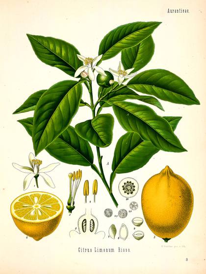 Vintage Botanical Print No. 3