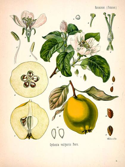 Antique Botanical Illustration No. 34