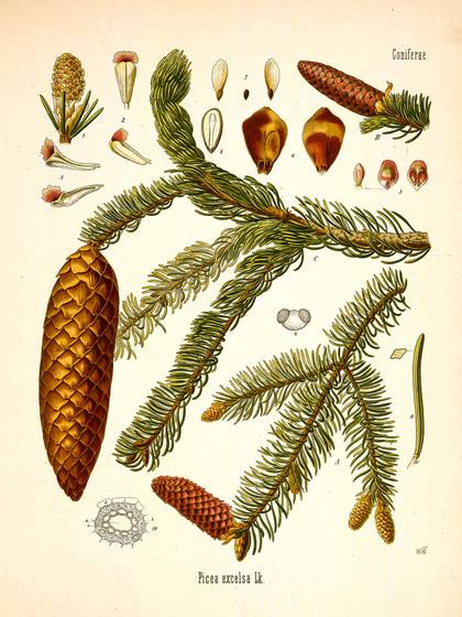 Antique Botanical Illustration No. 8