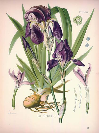 Vintage Botanical Print No. 92