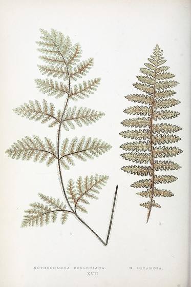 Antique Fern Illustration No. 16