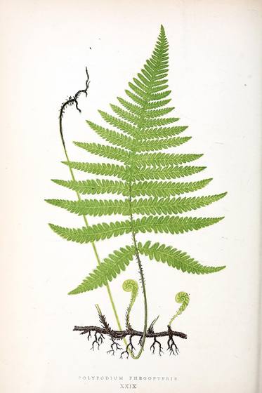 Antique Fern Illustration No. 28