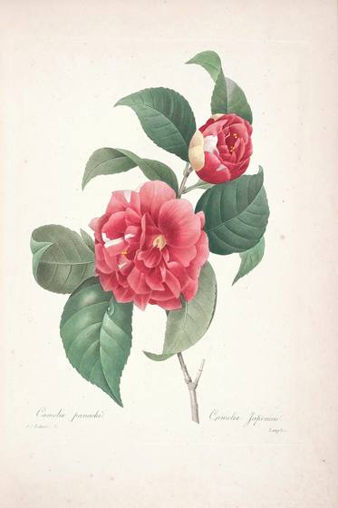 Vintage Flower Print No. 2