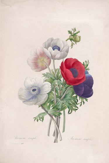 Redoute Flower Print No. 11