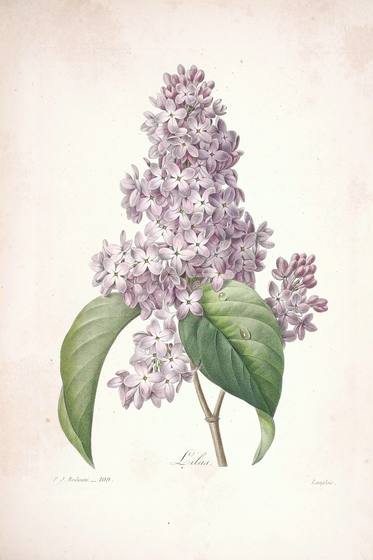 Antique Floral Print No. 14