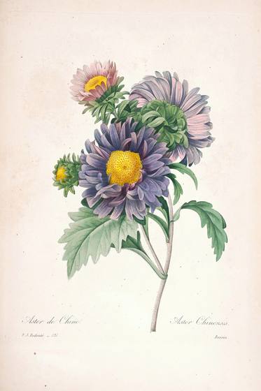 Vintage Flower Print No. 27