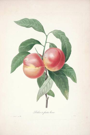Antique Floral Print No. 67