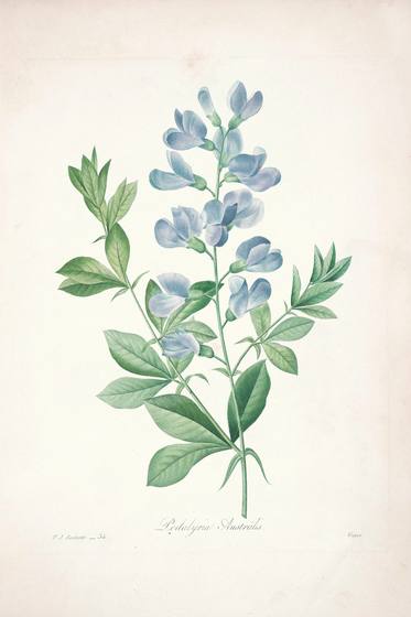 Vintage Flower Print No. 74