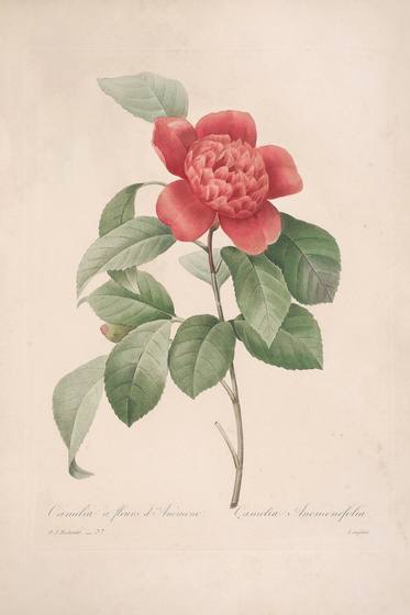 Redoute Flower Print No. 77