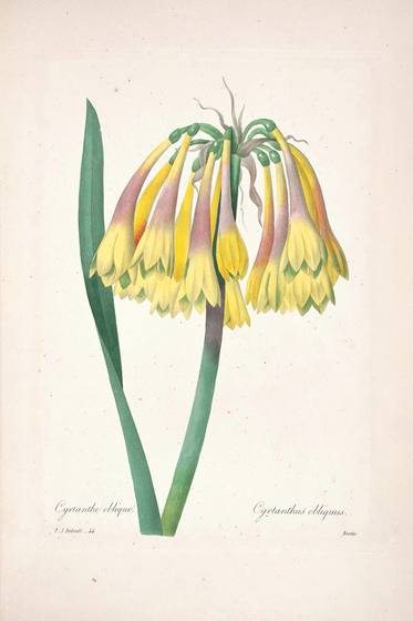 Antique Floral Print No. 85