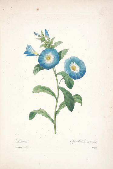 Vintage Flower Print No. 92