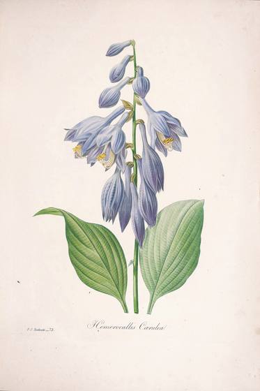 Vintage Flower Print No. 117