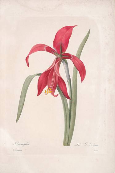 Redoute Flower Print No. 123