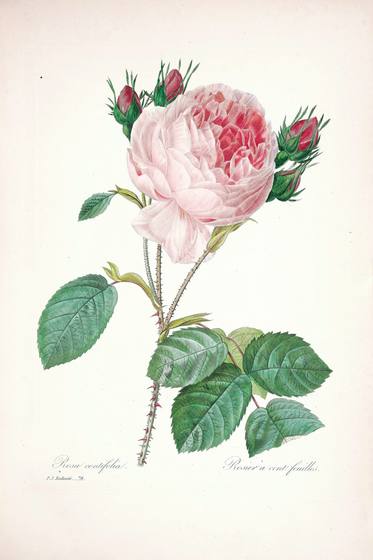 Antique Floral Print No. 124