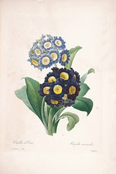 Vintage Flower Print No. 128