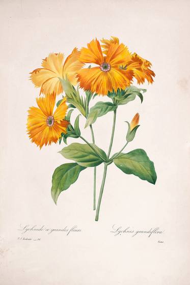 Antique Floral Print No. 142