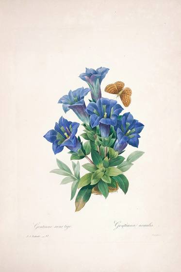 Vintage Flower Print No. 143