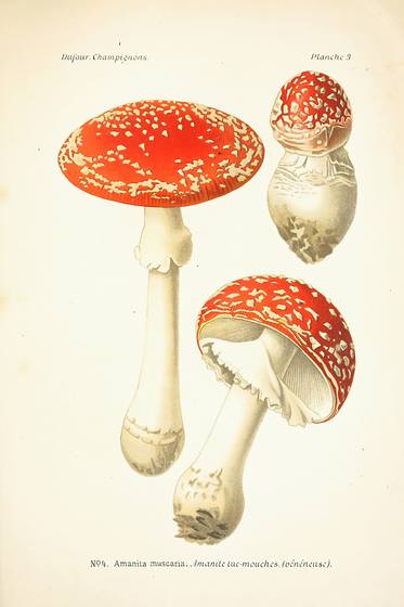 Vintage Mushroom Print No. 16