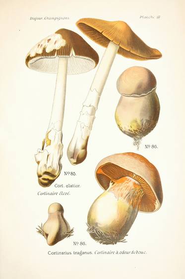 Vintage Mushroom Print No. 19