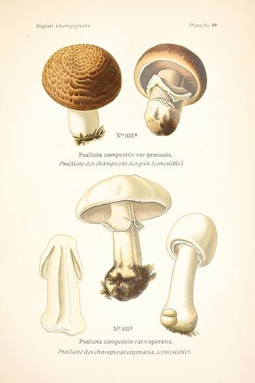 Vintage Fungi Print No. 21