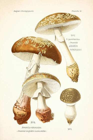 Antique Mushroom Illustration No. 23