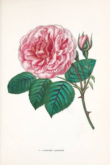 Vintage Rose Print No. 1