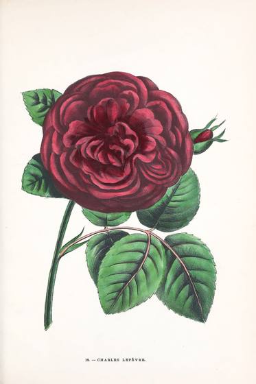 Antique Rose Print No. 12