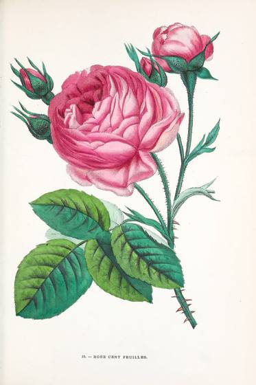 Redoute Rose Print No. 15