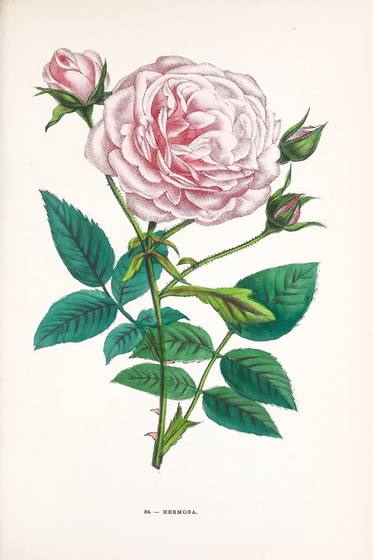 Redoute Rose Print No. 34