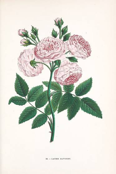 Vintage Rose Print No. 53
