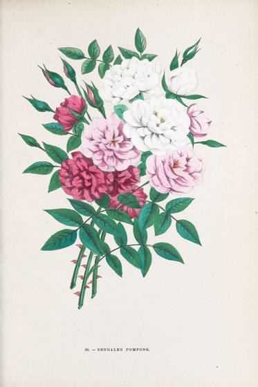 Antique Rose Print No. 56