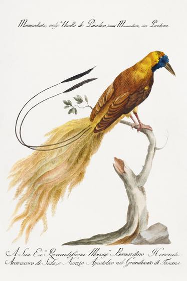 Vintage Bird of Paradise Print