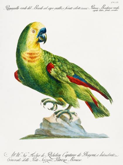 Vintage Green Parrot Print