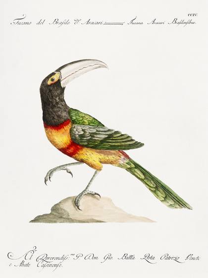 Vintage Green Toucan Print